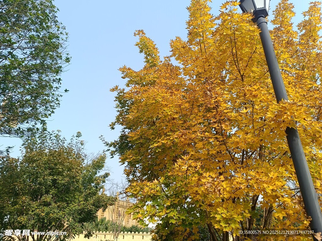 秋日金黄树叶与路灯景观