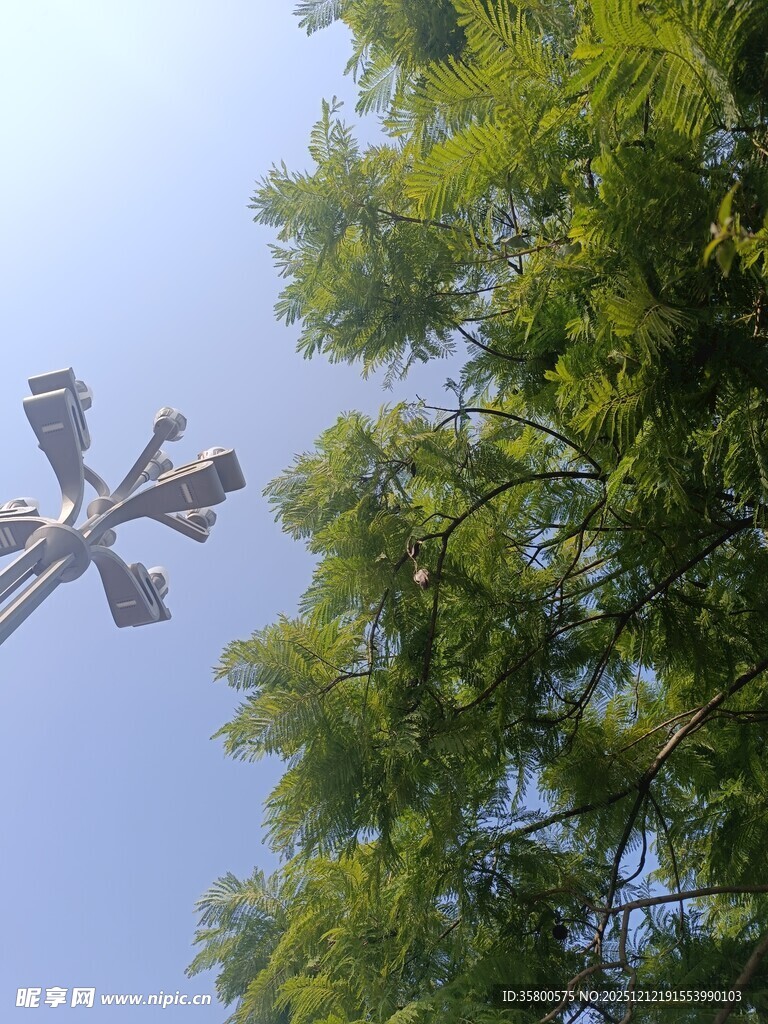 树梢上的路灯装置