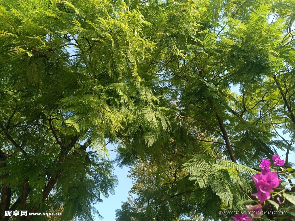 绿树繁花间的自然景致