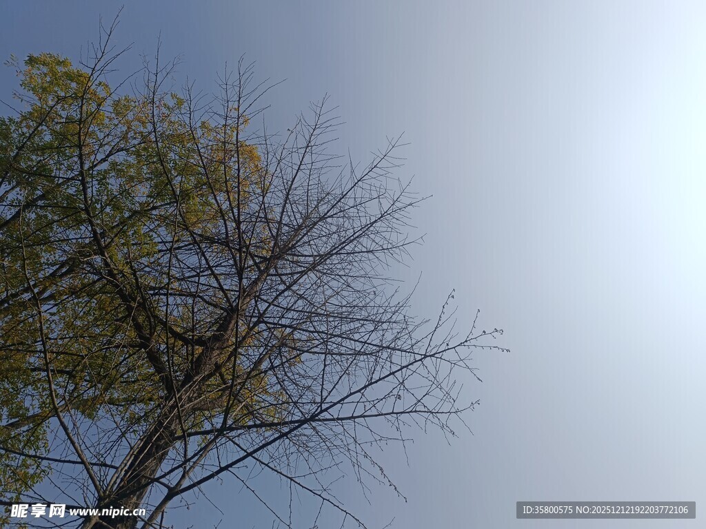 蓝天映衬下的光秃树枝