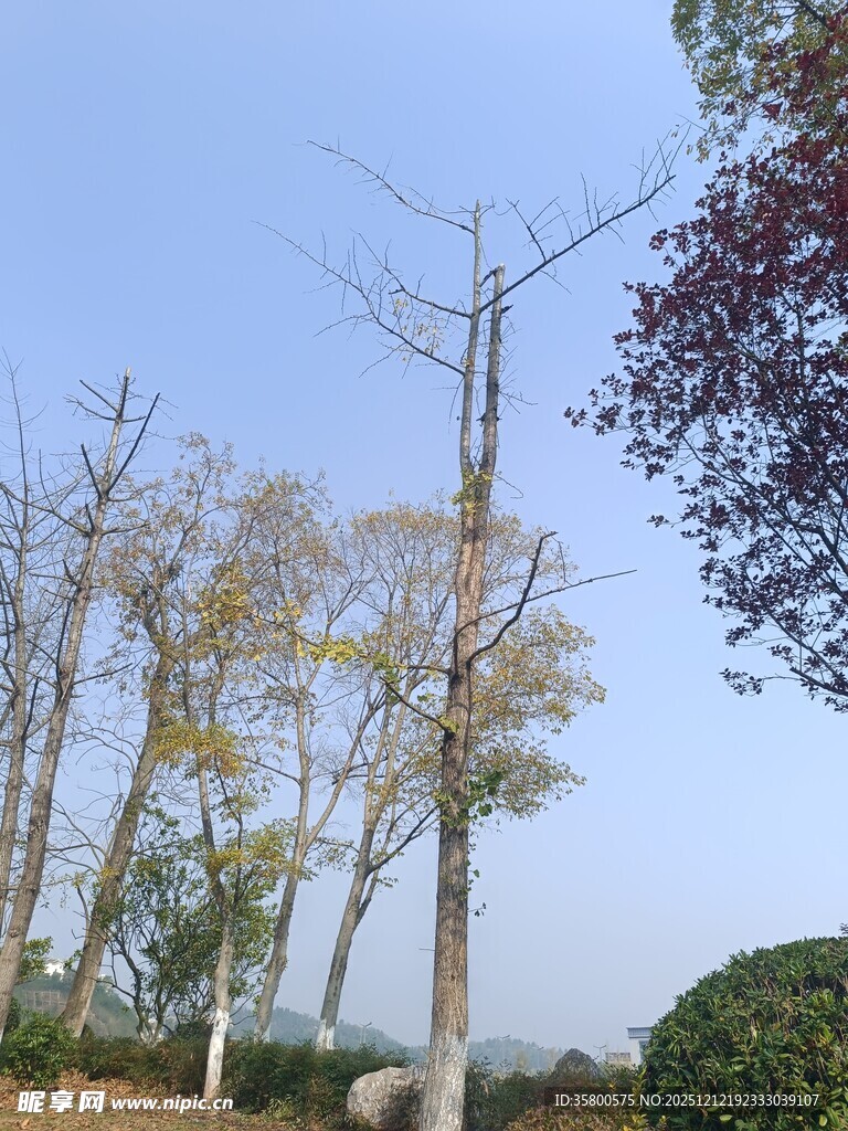 秋日公园树木景致