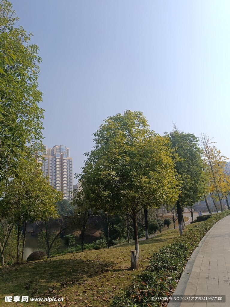 城市林荫小道风景
