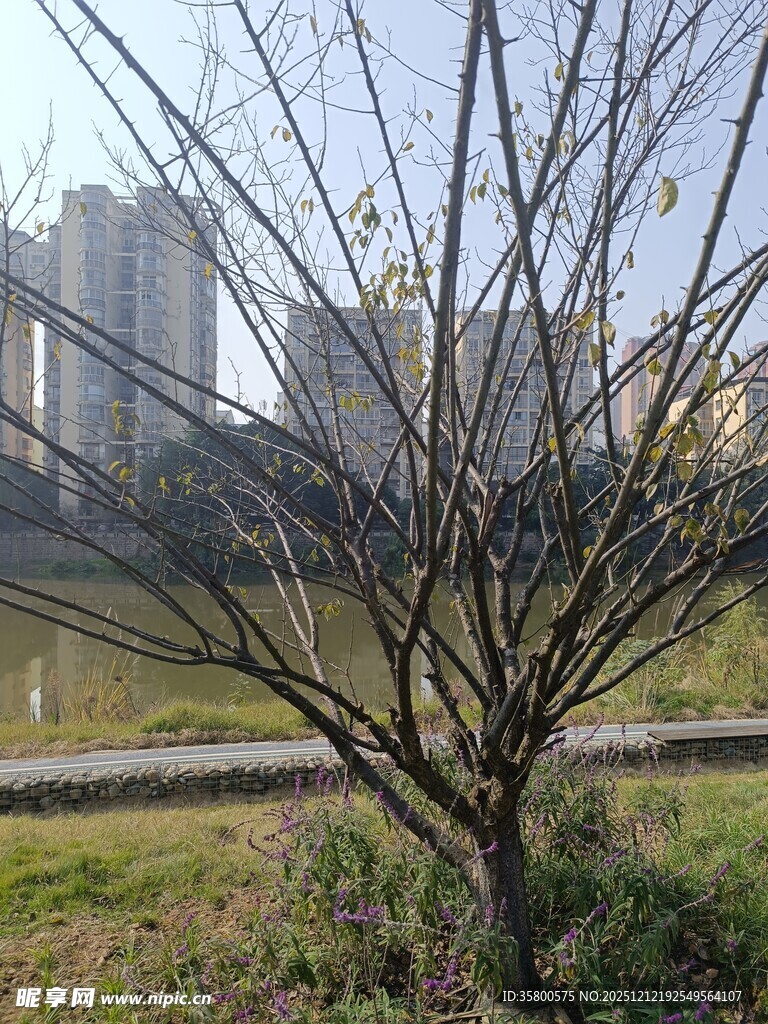 城市湖畔枯树景观