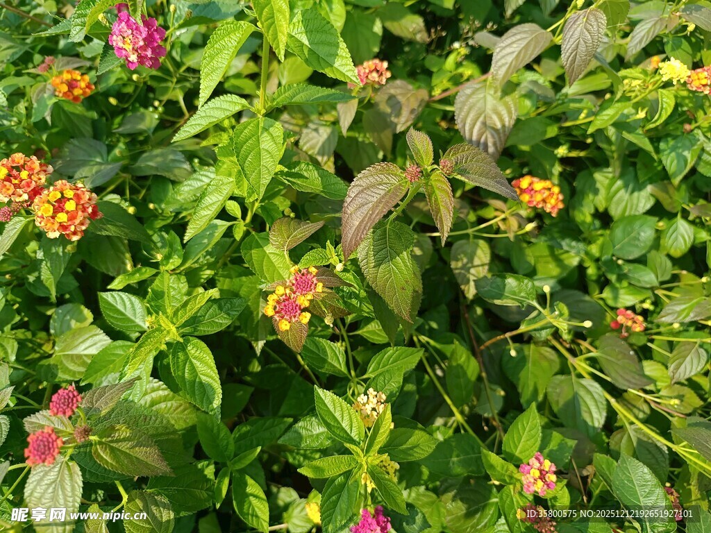 多彩斑斓的花丛景观