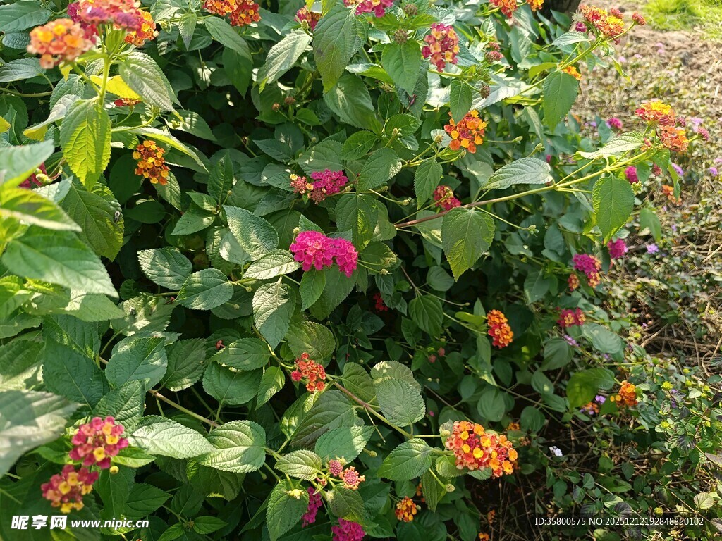 多彩花卉绿植景观