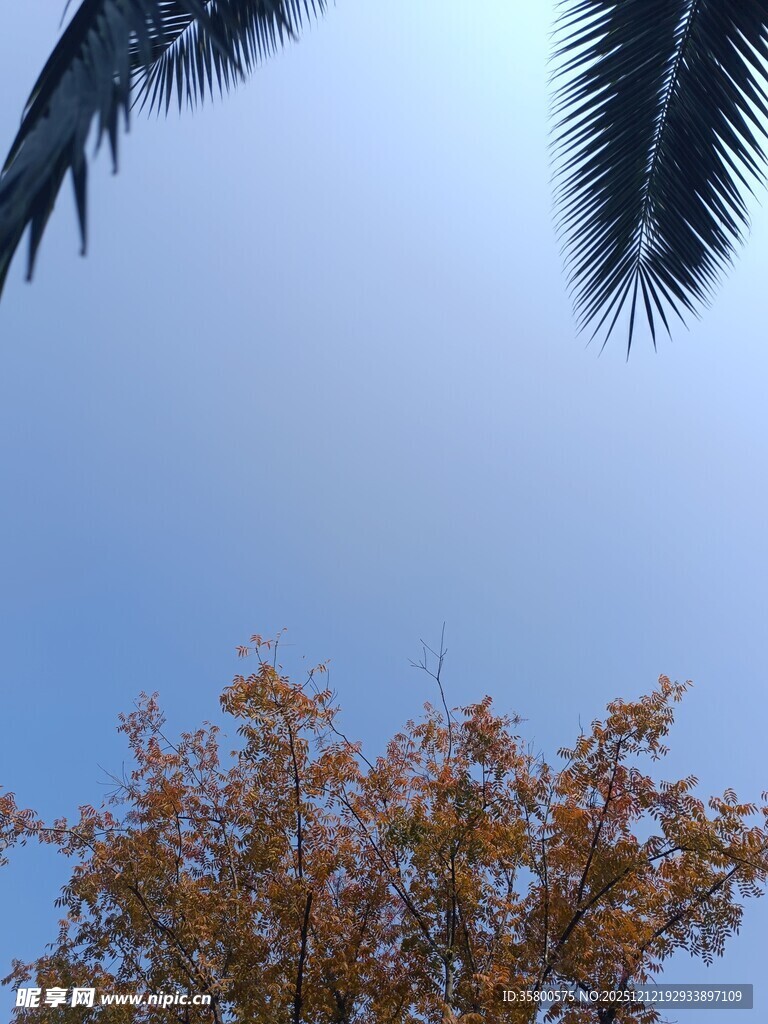 蓝天映树与棕榈枝叶