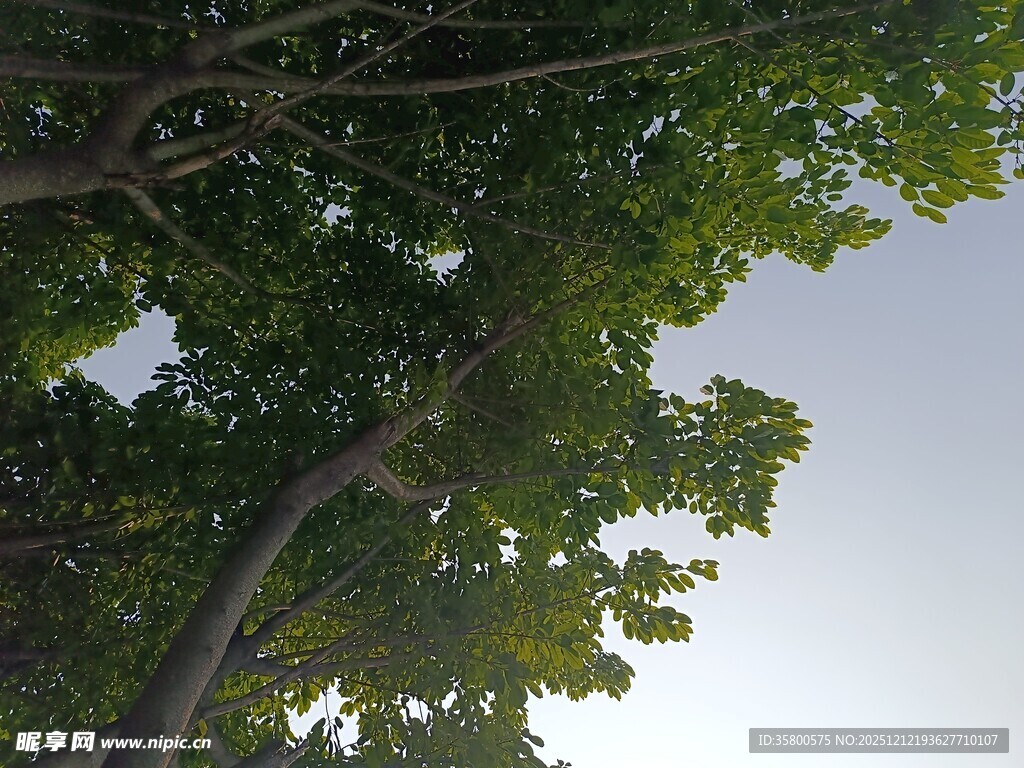 仰视繁茂绿树树冠