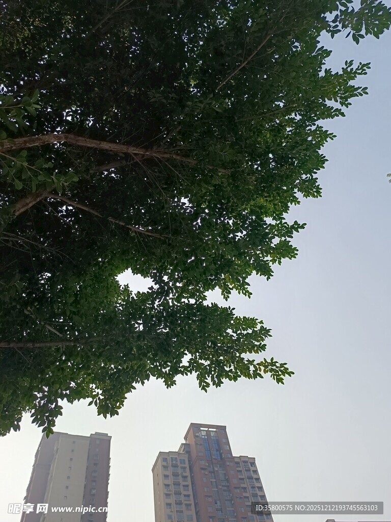 绿树掩映下的城市高楼