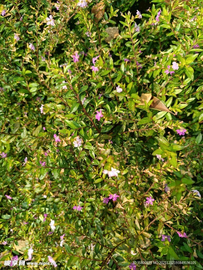 繁茂绿植中的紫色小花