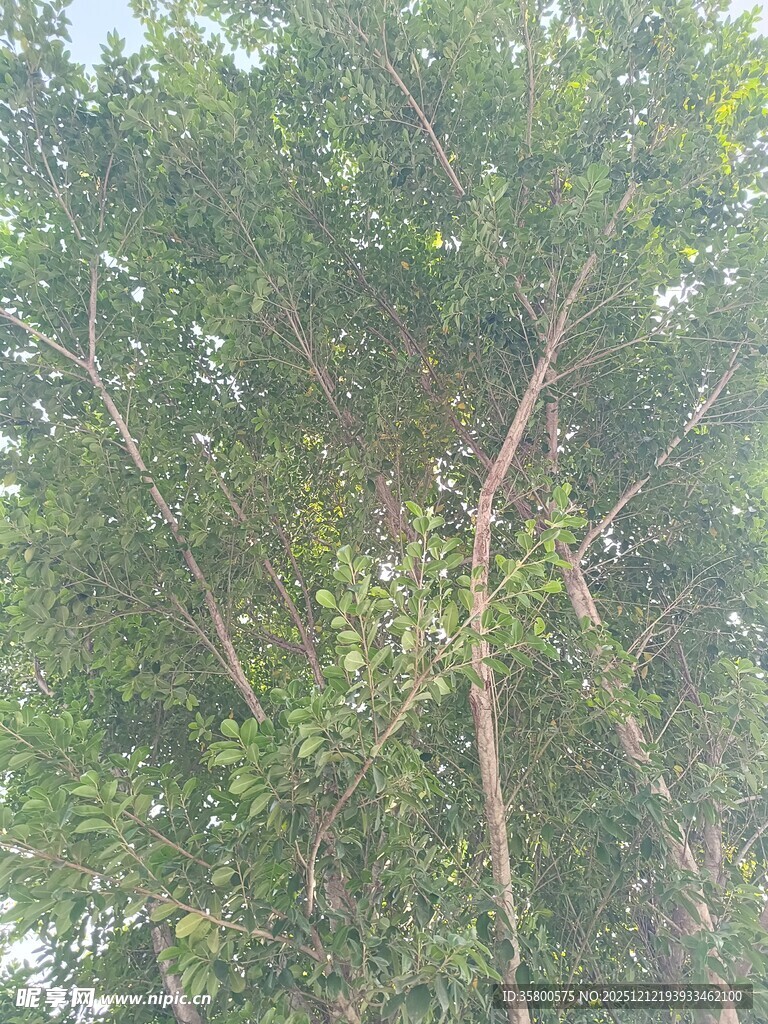 茂密树林中的繁茂树冠