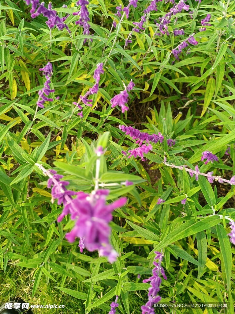 紫色花卉绽放于绿叶间