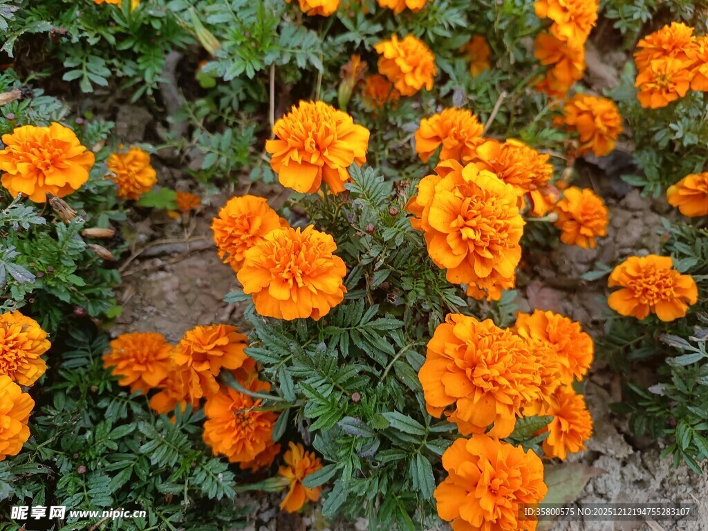 鲜艳万寿菊绽放于绿叶间