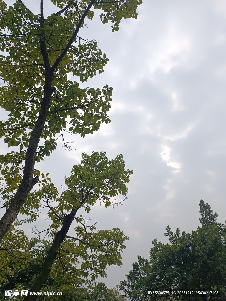 仰视绿树与天空的景致