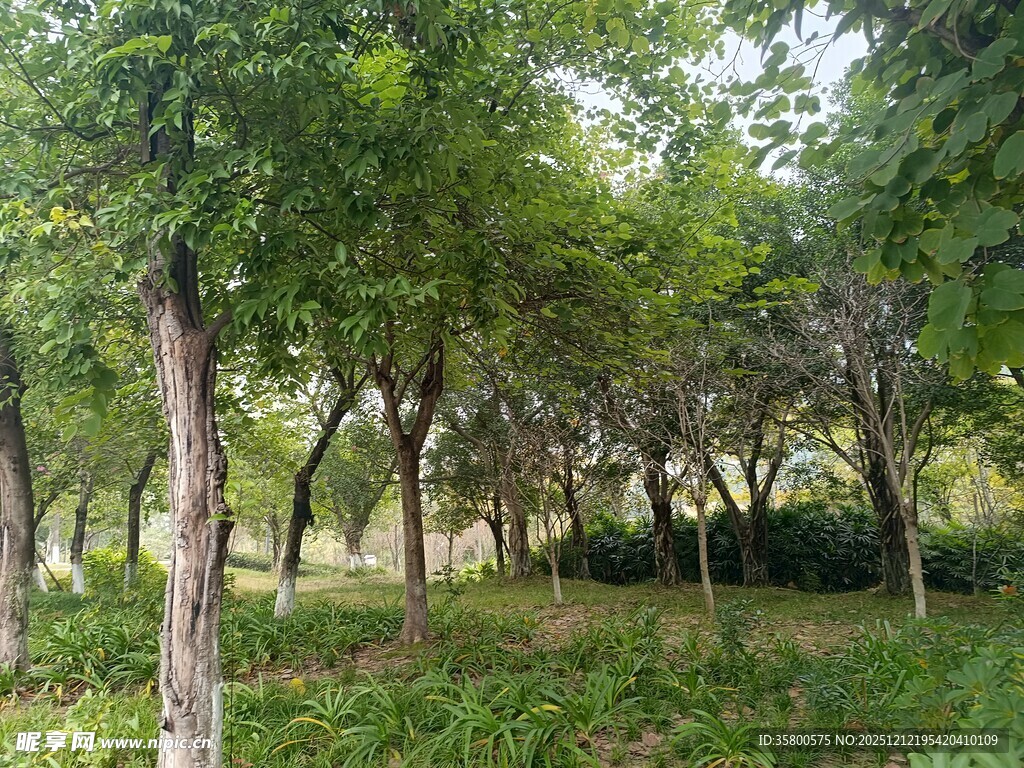 夏日林间绿意盎然