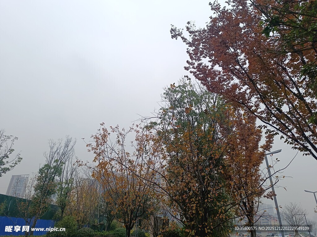 秋日雾中多彩树木景观