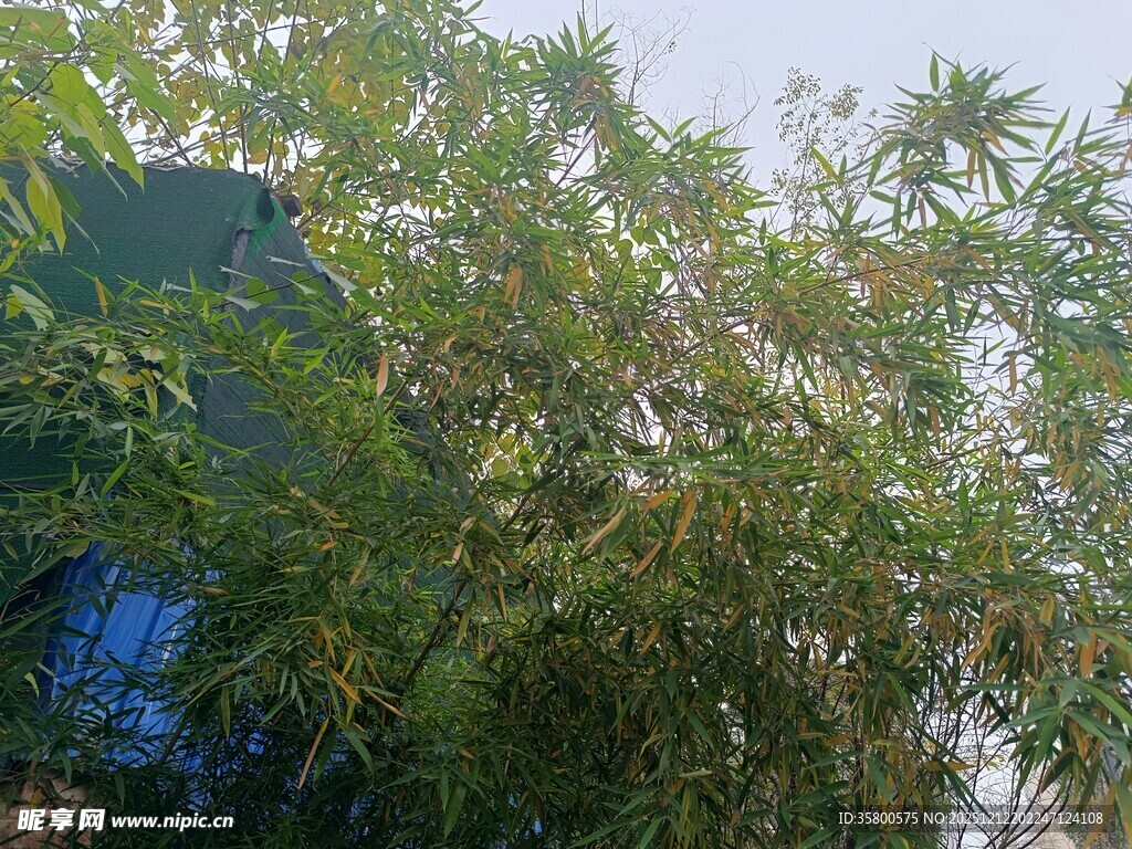 翠绿竹林与背景建筑景观