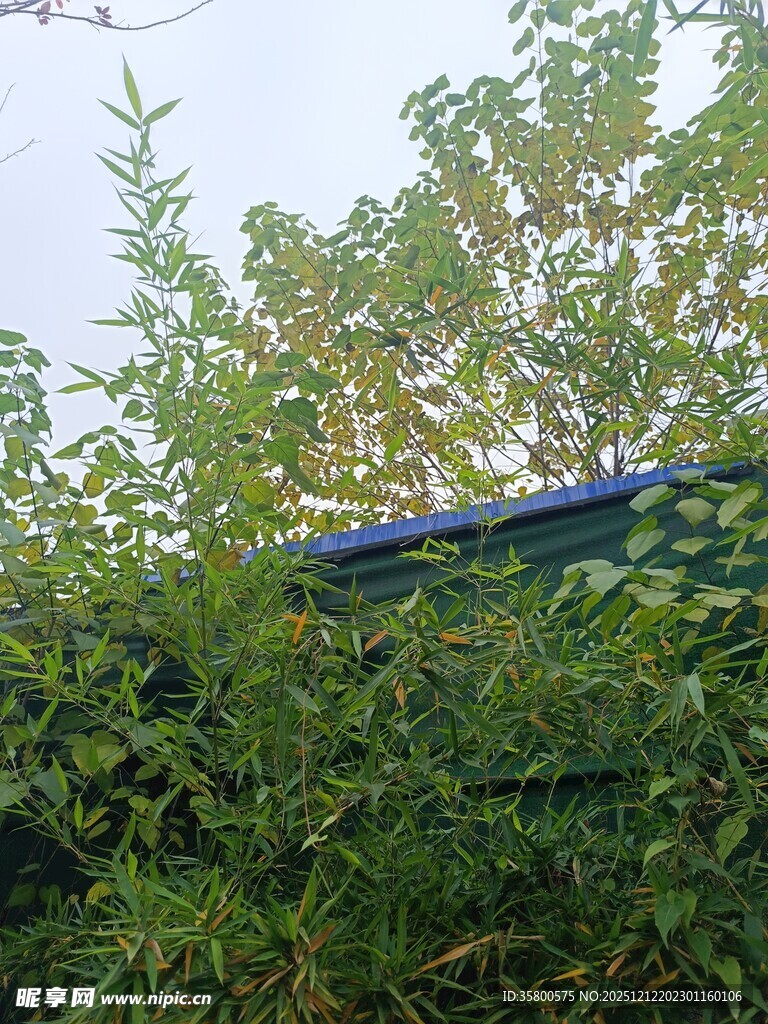 绿叶丛中的蓝色物体