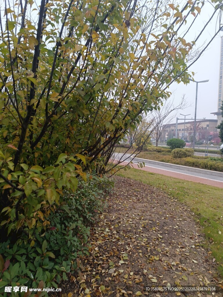 秋日林间小径景色