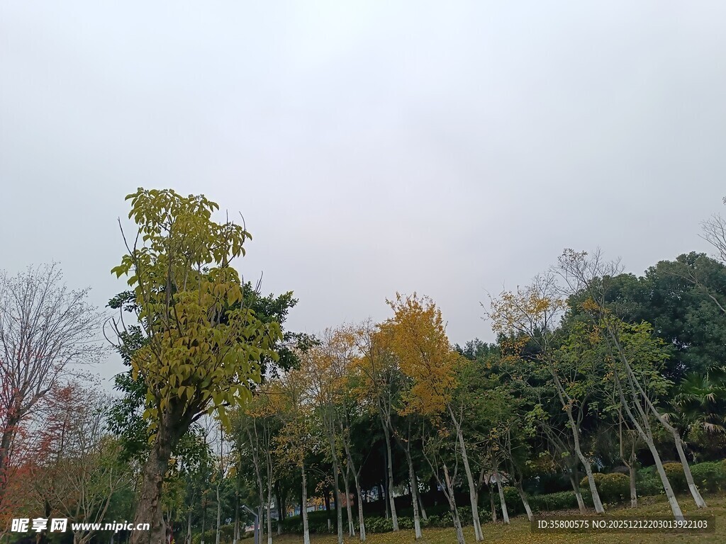 秋日多彩树林风景