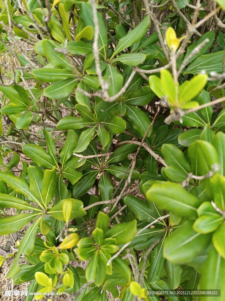 绿叶间的黄色小花