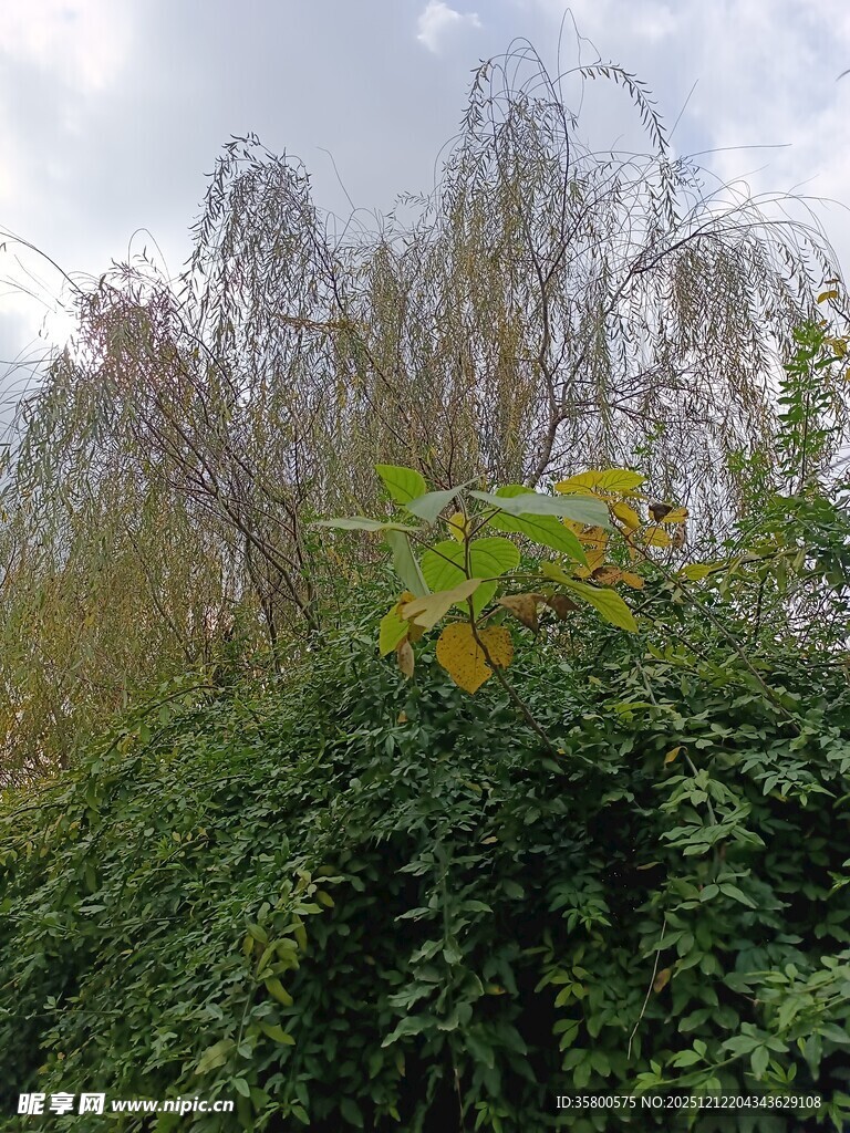 秋日绿植与垂枝景象