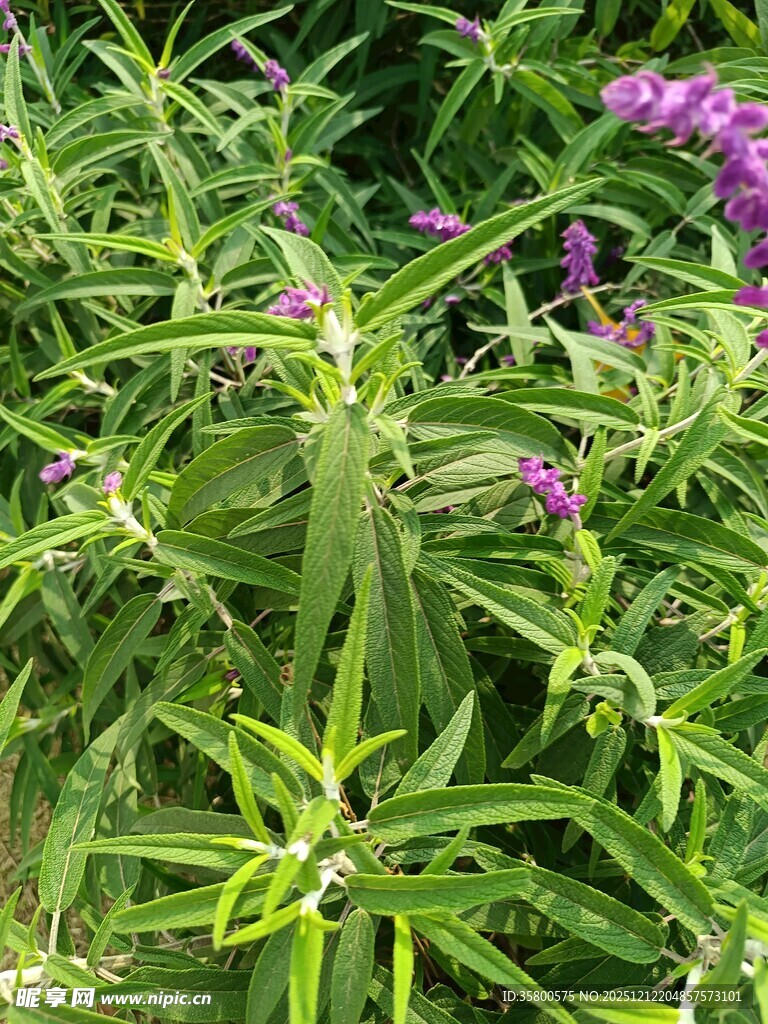 绿叶丛中的紫色小花