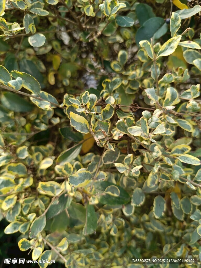 翠绿斑斓的植物叶片细节