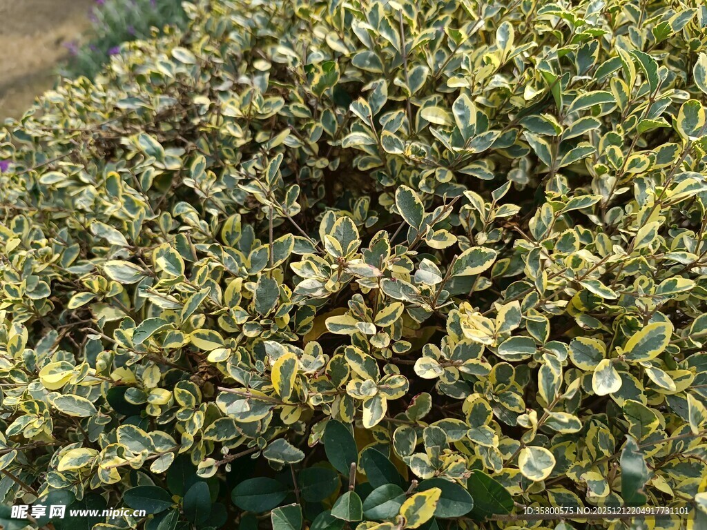 绿叶繁茂的植物景观