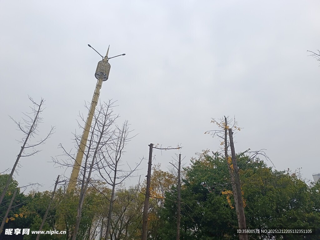 高耸塔吊立于树木间