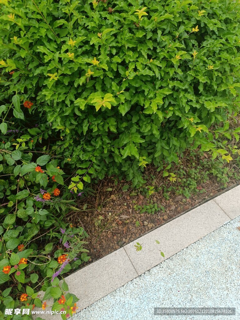 路边翠绿灌木丛景观