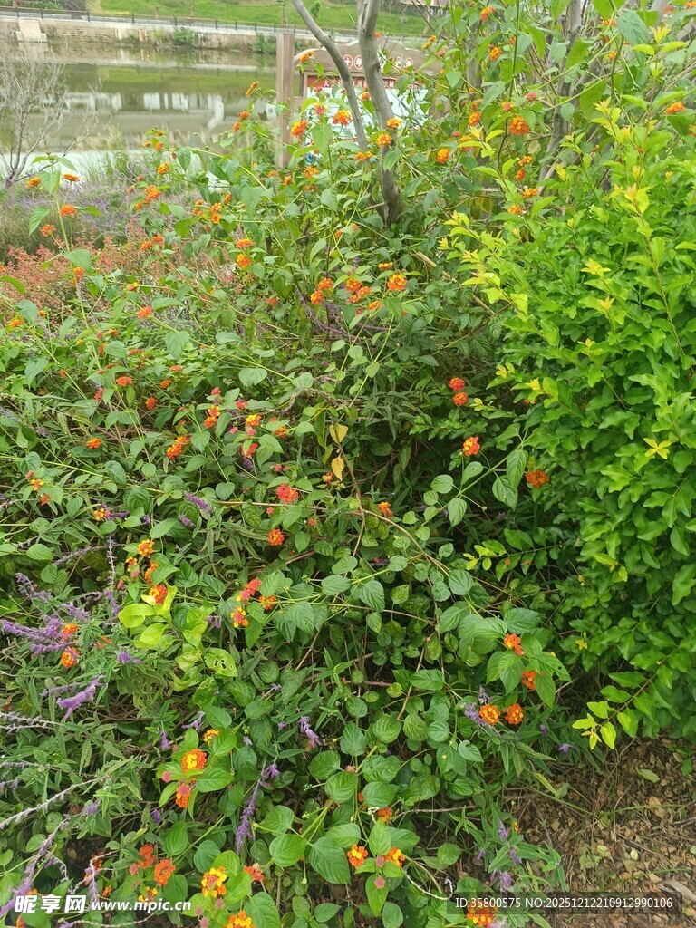 多彩繁茂的户外植物景观