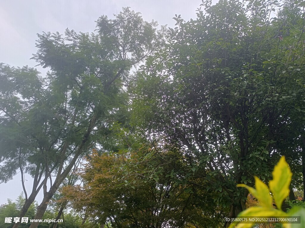 阳光下的绿植与黄色花朵