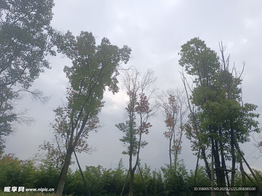 阴天中的挺拔树林