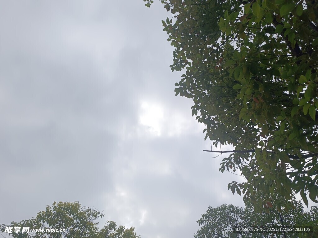 天空下的绿树景观