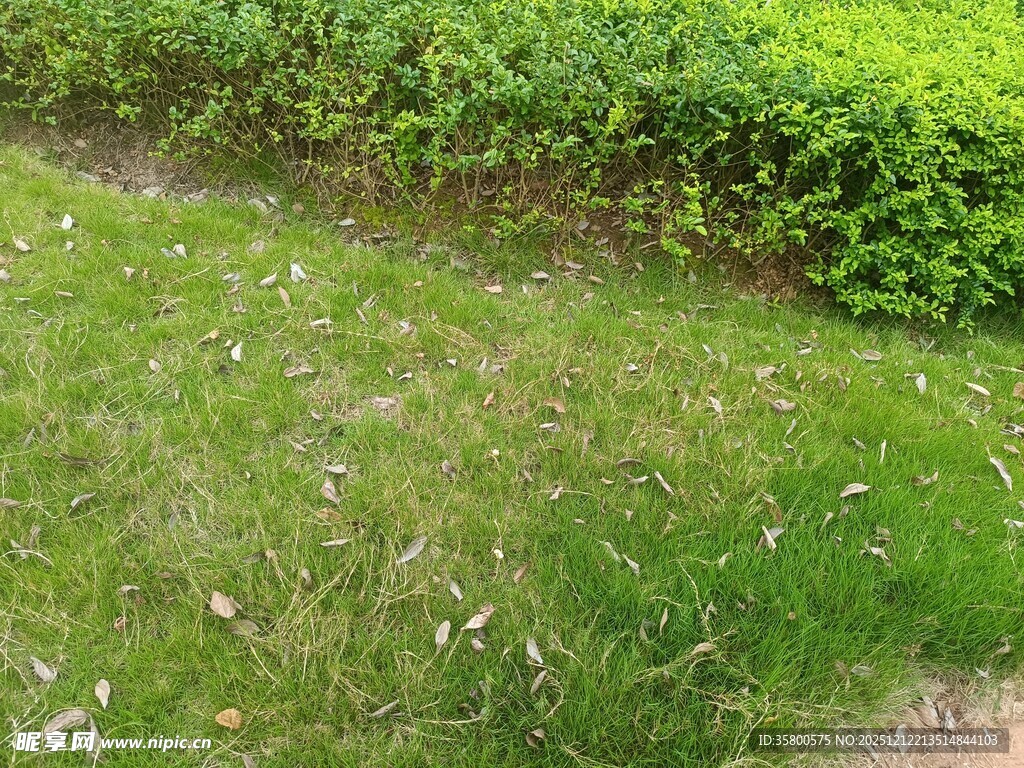 绿意盎然的草地与绿植