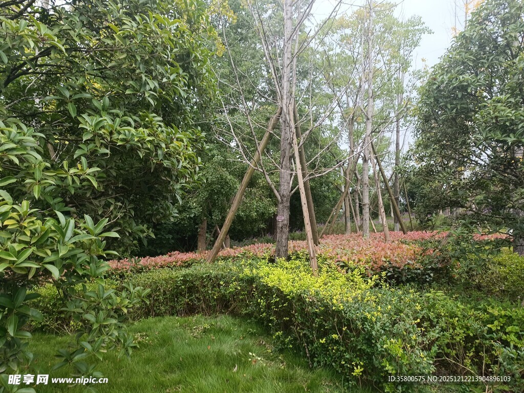 绿意盎然的林间花园