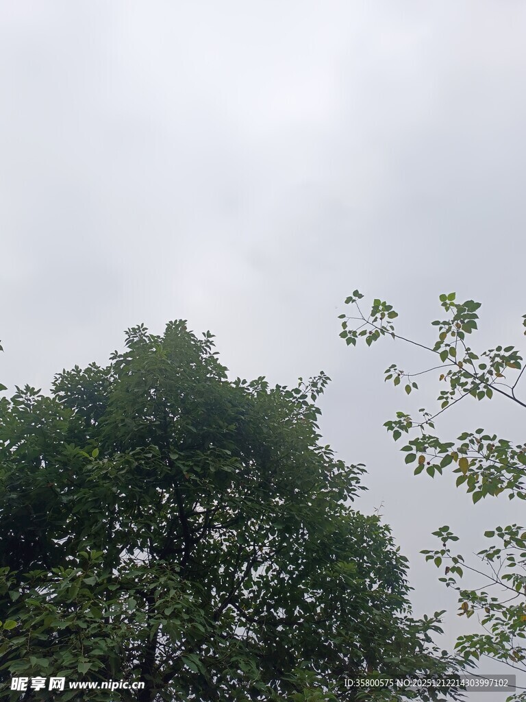 天空下的葱郁树木