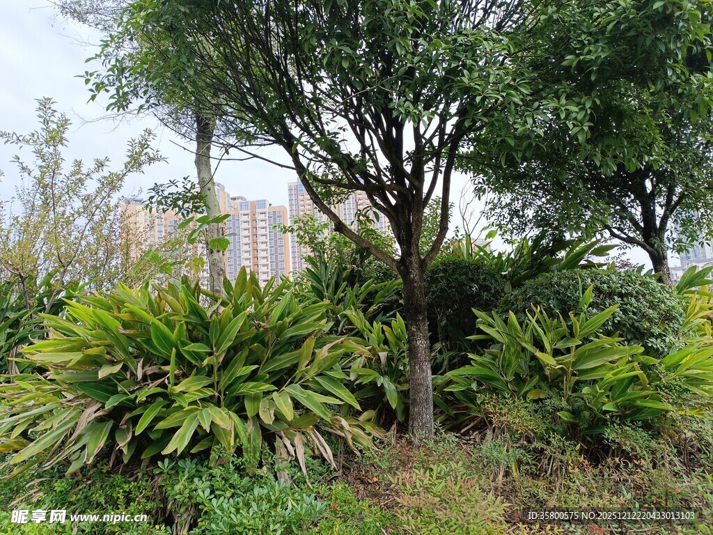 户外绿植繁茂的自然景致