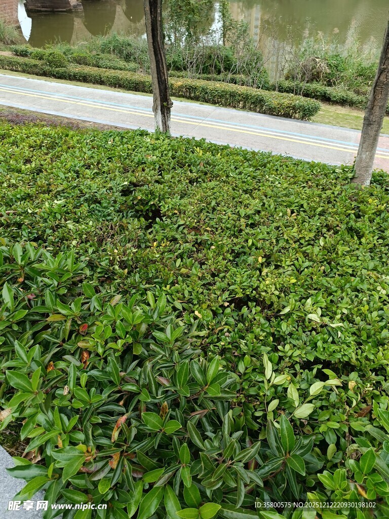 绿意盎然的路边灌木丛