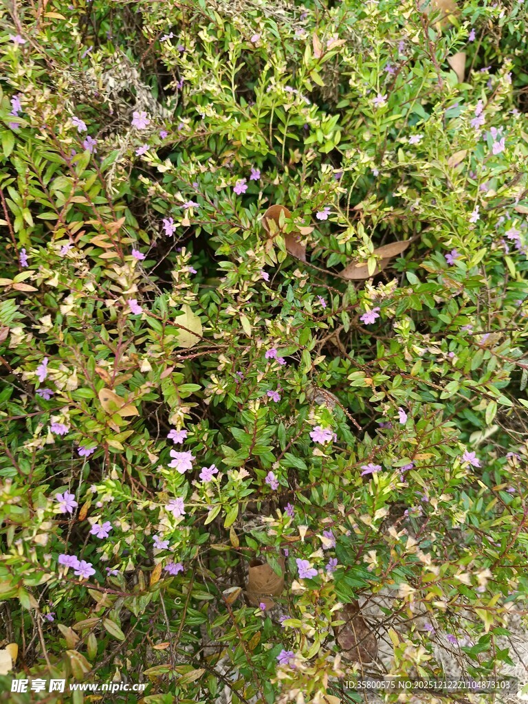 繁茂绿植间点缀的小花