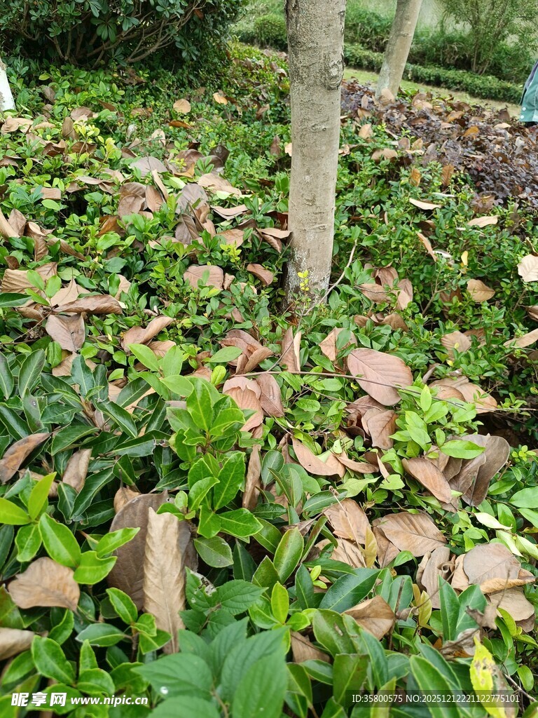 地面多彩落叶与绿植景观