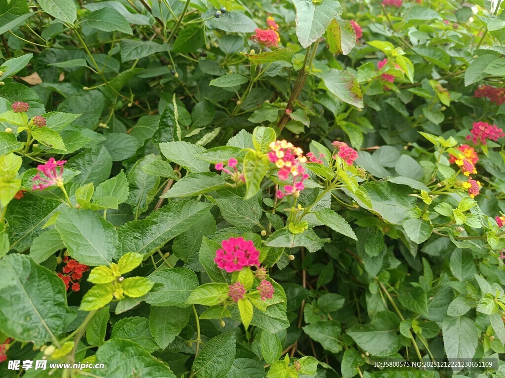 绿叶丛中绽放的艳丽花朵