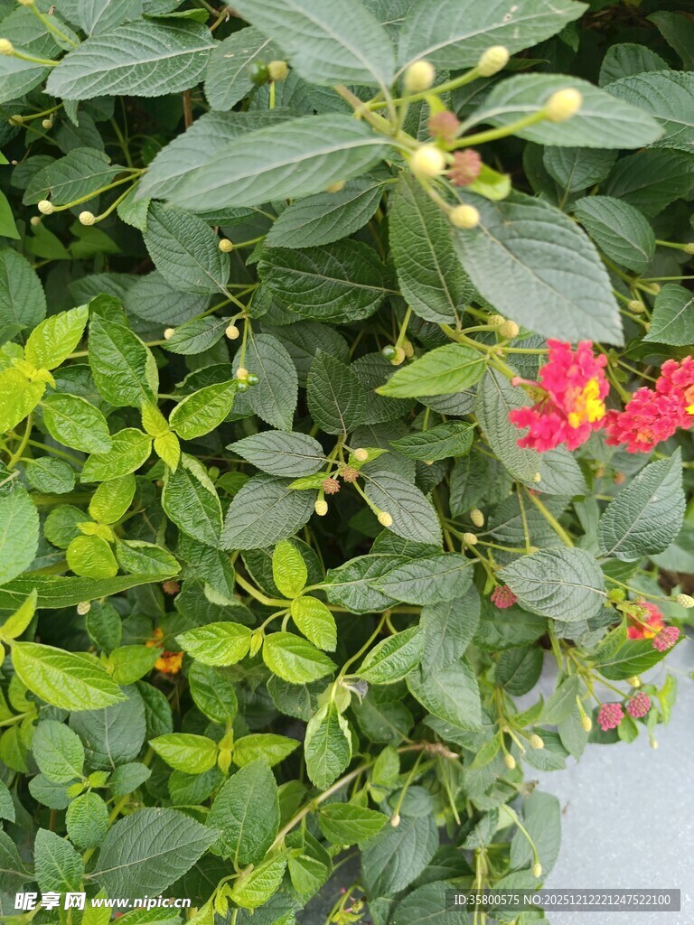 绿叶丛中绽放的艳丽小花