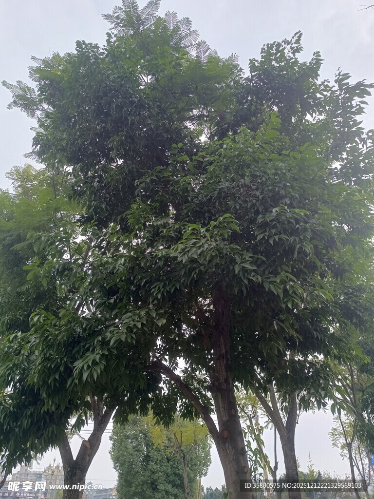 茂盛绿树展现自然生机