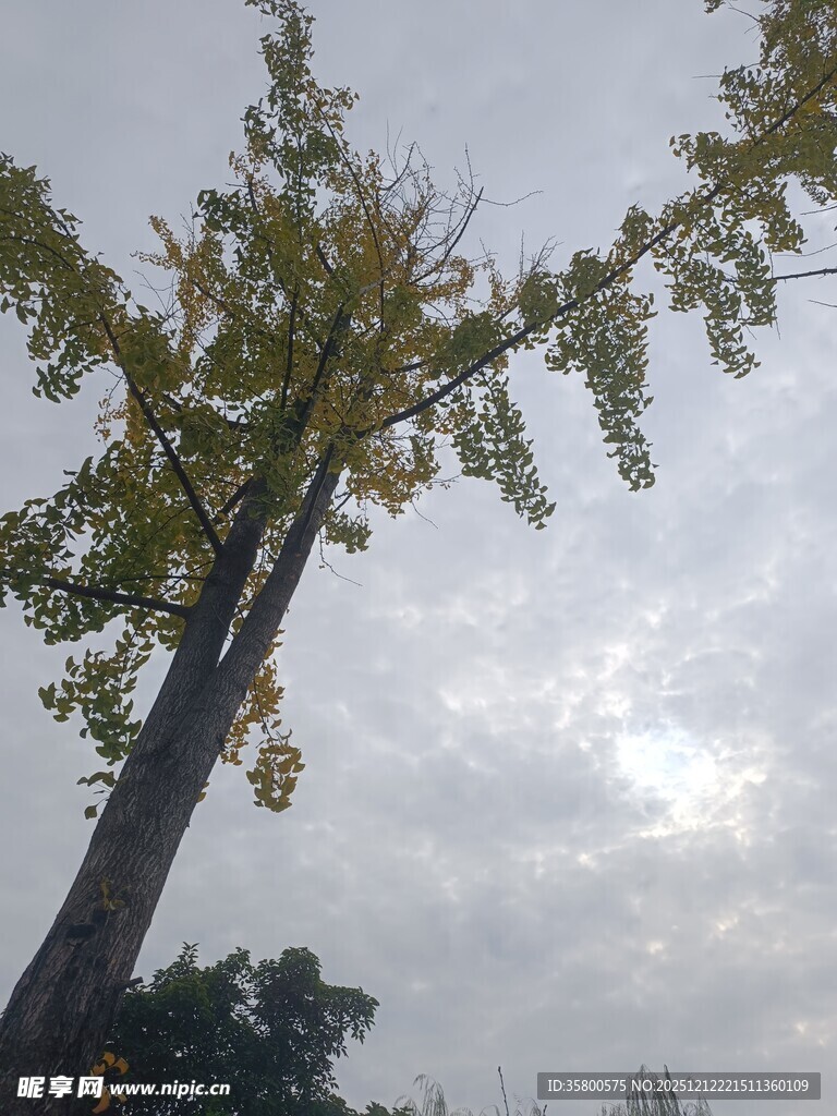 高大银杏树与灰白天空