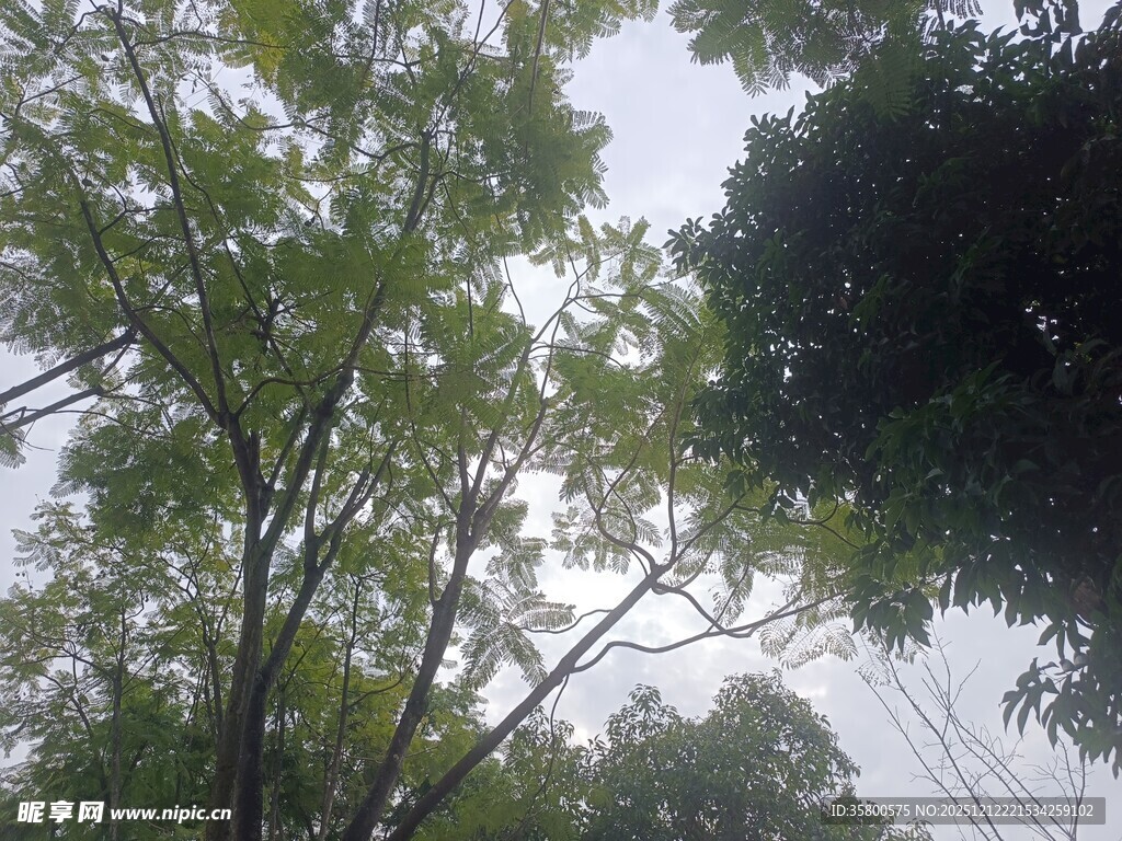 仰视繁茂绿树树冠