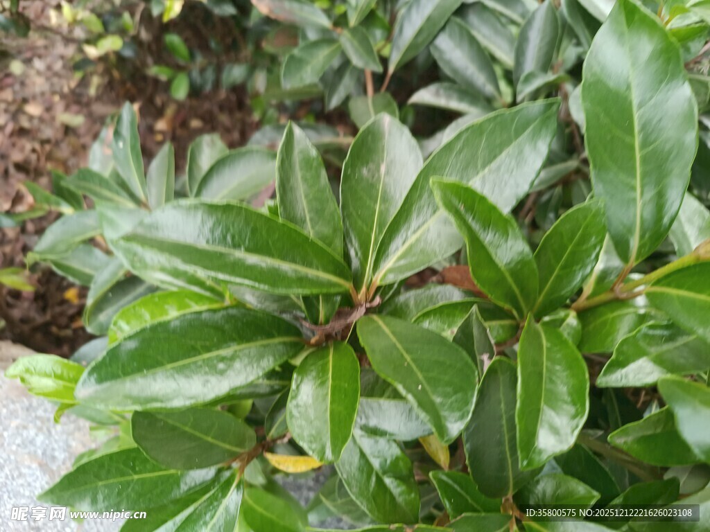 翠绿叶片的植物特写