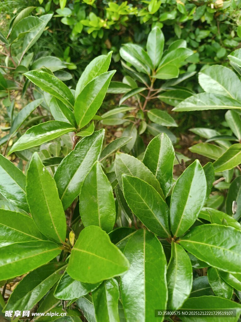 翠绿欲滴的生机叶片