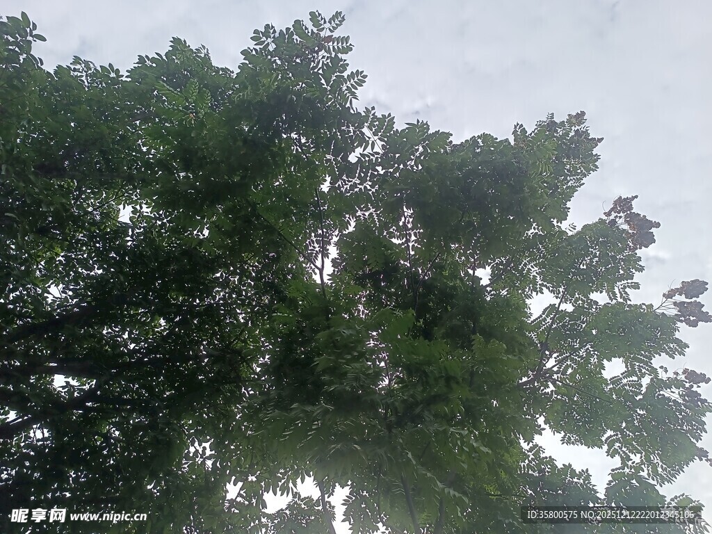 仰视繁茂绿树树冠