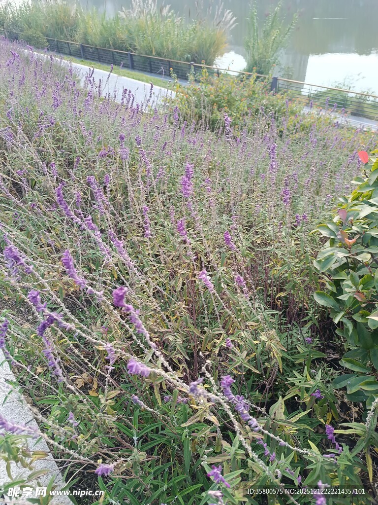 紫色薰衣草花田美景